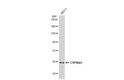 CYP46A1 Polyclonal Antibody:Antibodies, Polyclonal