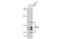 Invitrogen BRD8 Polyclonal Antibody 100 &mu;L; Unconjugated:Antibodies,