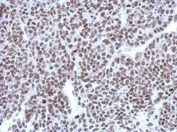 Invitrogen HP1 beta Polyclonal Antibody 100 &mu;L; Unconjugated:Antibodies,