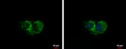 Invitrogen Mitofilin Polyclonal Antibody 100 &mu;L; Unconjugated:Antibodies,