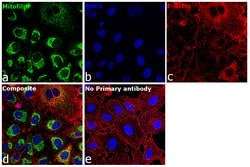 Invitrogen Mitofilin Polyclonal Antibody 100 &mu;L; Unconjugated:Antibodies,