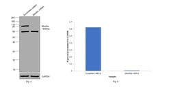 Invitrogen Mitofilin Polyclonal Antibody 100 &mu;L; Unconjugated:Antibodies,