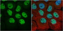 Invitrogen RbAp48 Polyclonal Antibody 100 &mu;L; Unconjugated:Antibodies,