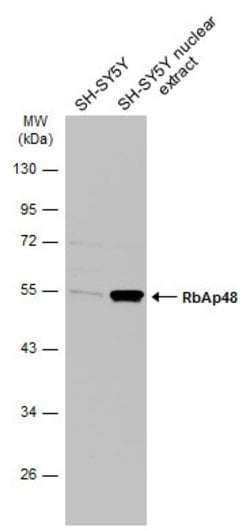 Invitrogen RbAp48 Polyclonal Antibody 100 &mu;L; Unconjugated:Antibodies,