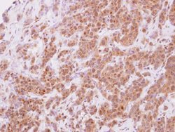 Invitrogen STYXL1 Polyclonal Antibody 100 &mu;L; Unconjugated:Antibodies,