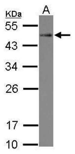Invitrogen STYXL1 Polyclonal Antibody 100 &mu;L; Unconjugated:Antibodies,