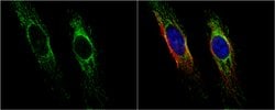 Invitrogen HSPE1 Polyclonal Antibody 100 &mu;L; Unconjugated:Antibodies,