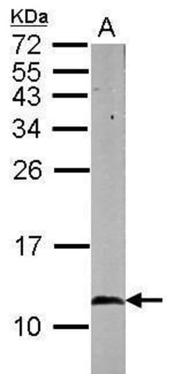 Invitrogen HSPE1 Polyclonal Antibody 100 &mu;L; Unconjugated:Antibodies,