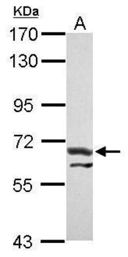 Invitrogen ATE1 Polyclonal Antibody 100 &mu;L; Unconjugated:Antibodies,