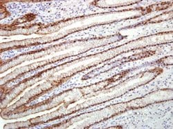 Invitrogen Annexin A10 Polyclonal Antibody 100 &mu;L; Unconjugated:Antibodies,