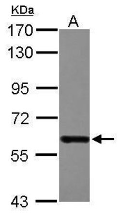 Invitrogen DDX19B Polyclonal Antibody 100 &mu;L; Unconjugated:Antibodies,