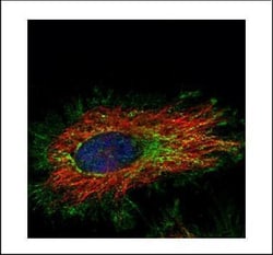 Invitrogen KLHL2 Polyclonal Antibody 100 &mu;L; Unconjugated:Antibodies,