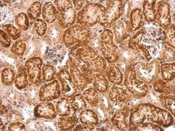 Invitrogen NTNG1 Polyclonal Antibody 100 &mu;L; Unconjugated:Antibodies,