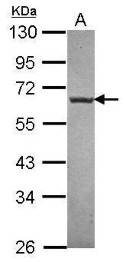 Invitrogen NTNG1 Polyclonal Antibody 100 &mu;L; Unconjugated:Antibodies,