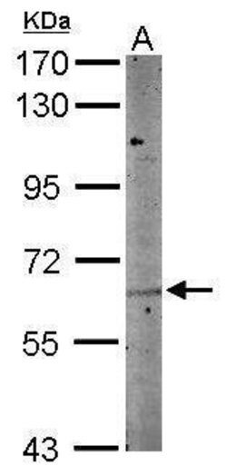 Invitrogen NTNG1 Polyclonal Antibody 100 &mu;L; Unconjugated:Antibodies,