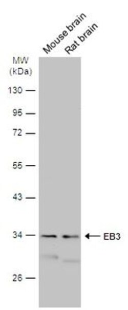 Invitrogen MAPRE3 Polyclonal Antibody 100 &mu;L | Buy Online | Invitrogen&trade; | Fisher Scientific