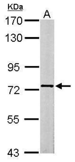 Invitrogen SCMH1 Polyclonal Antibody 100 &mu;L; Unconjugated:Antibodies,