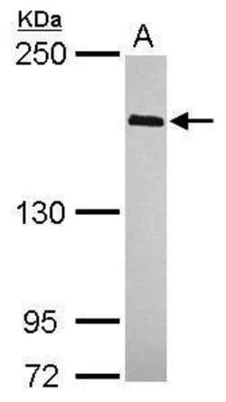 Invitrogen WAPL Polyclonal Antibody 100 &mu;L; Unconjugated:Antibodies,