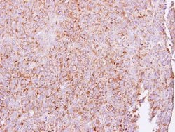 Invitrogen ETEA Polyclonal Antibody 100 &mu;L; Unconjugated:Antibodies,