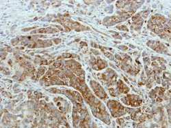 Invitrogen ISCU Polyclonal Antibody 100 &mu;L; Unconjugated:Antibodies,