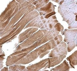 Invitrogen ISCU Polyclonal Antibody 100 &mu;L; Unconjugated:Antibodies,