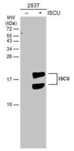 Invitrogen ISCU Polyclonal Antibody 100 &mu;L; Unconjugated:Antibodies,