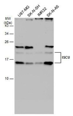 Invitrogen ISCU Polyclonal Antibody 100 &mu;L; Unconjugated:Antibodies,