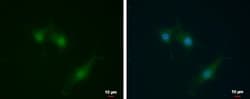 Invitrogen SEC14L2 Polyclonal Antibody 100 &mu;L; Unconjugated:Antibodies,