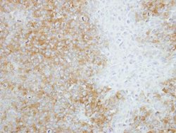 Invitrogen SEC14L2 Polyclonal Antibody 100 &mu;L; Unconjugated:Antibodies,