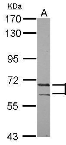 PATZ1 Polyclonal Antibody, Invitrogen 100 &mu;L; Unconjugated:Antibodies,