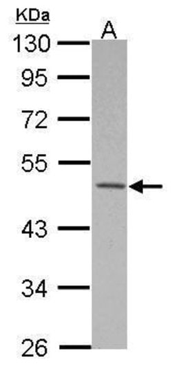 Invitrogen MKRN2 Polyclonal Antibody 100 &mu;L; Unconjugated:Antibodies,