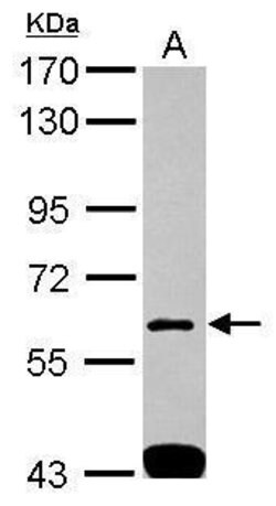 Invitrogen SH3BP1 Polyclonal Antibody 100 &mu;L; Unconjugated:Antibodies,