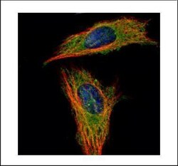 Invitrogen RABGAP1 Polyclonal Antibody 100 &mu;L; Unconjugated:Antibodies,