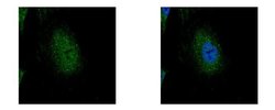 Invitrogen EDC4 Polyclonal Antibody 100 &mu;L; Unconjugated:Antibodies,
