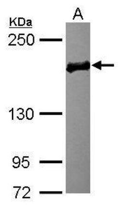 Invitrogen EDC4 Polyclonal Antibody 100 &mu;L; Unconjugated:Antibodies,