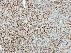Invitrogen KIF4A Polyclonal Antibody 100 &mu;L; Unconjugated:Antibodies,
