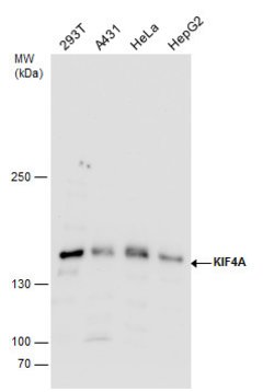 Invitrogen KIF4A Polyclonal Antibody 100 &mu;L; Unconjugated:Antibodies,