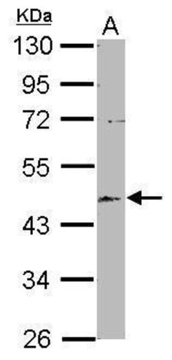 Invitrogen EML2 Polyclonal Antibody 100 &mu;L | Buy Online | Invitrogen&trade; | Fisher Scientific