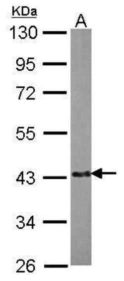 Invitrogen EML2 Polyclonal Antibody 100 &mu;L; Unconjugated:Antibodies,