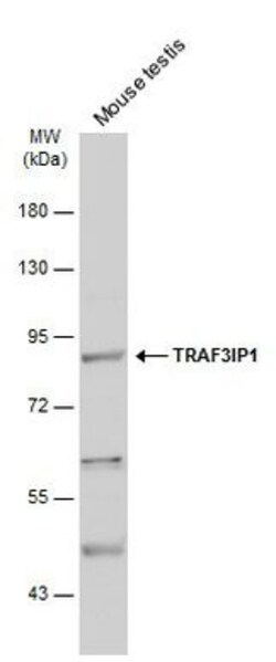 Invitrogen TRAF3IP1 Polyclonal Antibody 100 μL; Unconjugated:Antibodies,