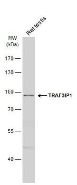 Invitrogen TRAF3IP1 Polyclonal Antibody 100 μL; Unconjugated:Antibodies,