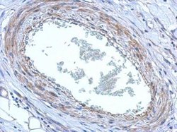 Invitrogen FBXO8 Polyclonal Antibody 100 &mu;L; Unconjugated:Antibodies,