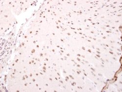 Invitrogen NARF Polyclonal Antibody 100 &mu;L | Buy Online | Invitrogen&trade; | Fisher Scientific