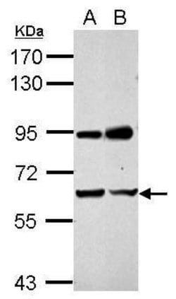 Invitrogen NARF Polyclonal Antibody 100 &mu;L | Buy Online | Invitrogen&trade; | Fisher Scientific