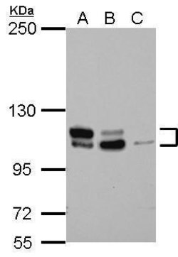 Invitrogen MTBP Polyclonal Antibody 100 &mu;L; Unconjugated:Antibodies,