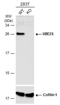 Invitrogen UBE2S Polyclonal Antibody 100 &mu;L | Buy Online | Invitrogen&trade; | Fisher Scientific