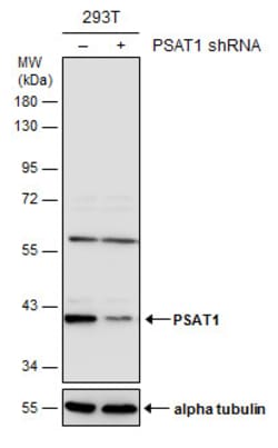 Invitrogen PSAT1 Polyclonal Antibody 100 μL; Unconjugated:Antibodies,