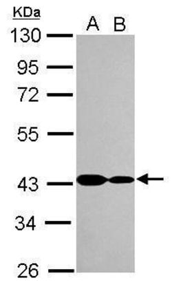 Invitrogen CARP Polyclonal Antibody 100 &mu;L; Unconjugated:Antibodies,