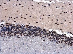 Invitrogen PHAP I Polyclonal Antibody 100 &mu;L; Unconjugated:Antibodies,