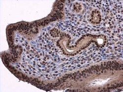 Invitrogen PHAP I Polyclonal Antibody 100 &mu;L; Unconjugated:Antibodies,